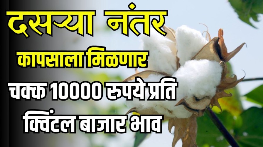 MCX Cotton Live