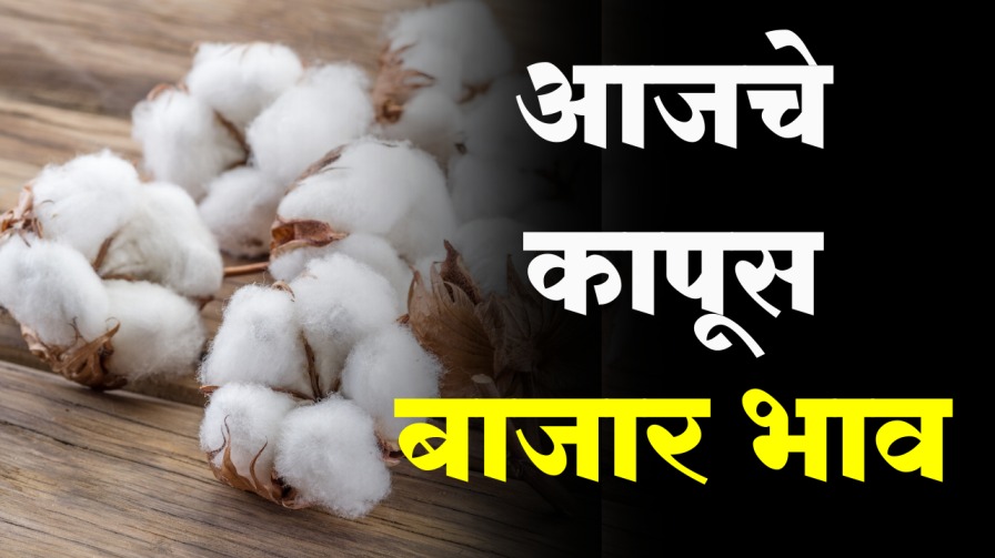 MCX Cotton Price Live